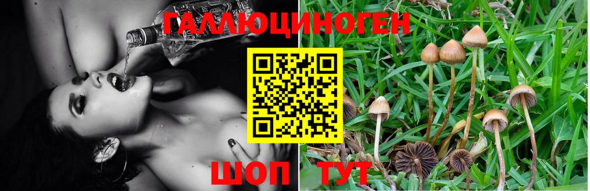 Псилоцибиновые грибы Cubensis  Галлюциногенные грибы Psilocybe  Мирный  купить наркотик  Вход с VPN 